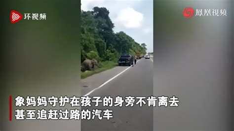 一只小象被车撞