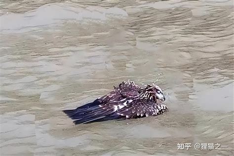 一只老鹰在南京中暑坠江野山