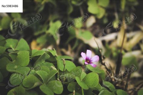 一朵淡紫色的小花严文井