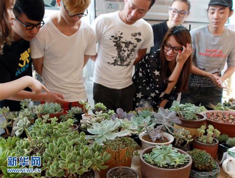上海多肉植物盗窃案