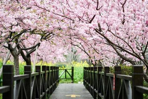 上海樱花观赏地点