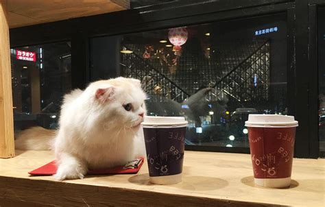 上海猫咖啡图片