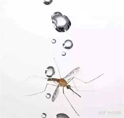 下雨天蚊子为何没被雨砸死