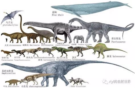 不同时期的恐龙