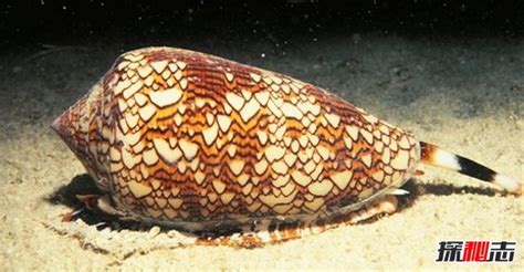 世界上最可怕的蜗牛