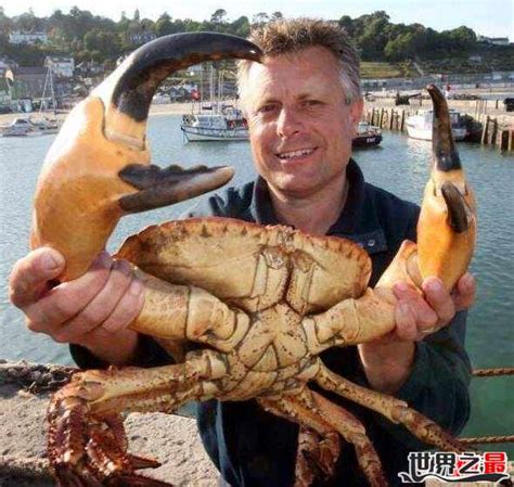 世界上最大的螃蟹有多大