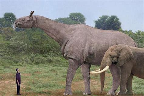 世界上最大的陆地动物