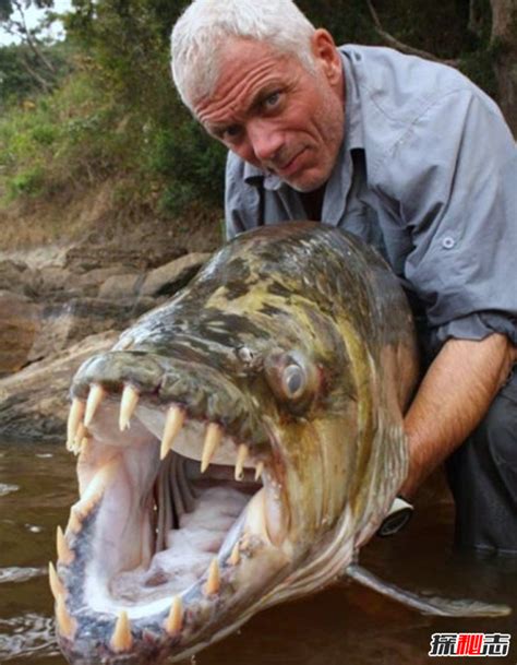 世界上最大的鱼是什么鱼图片