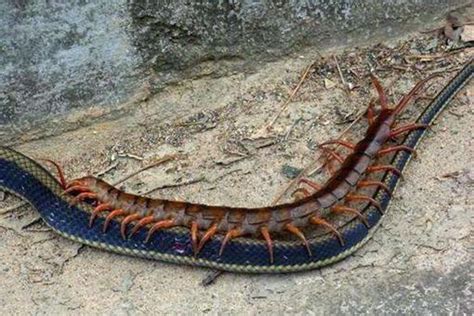世界上最大蜈蚣3米多