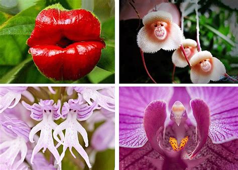 世界上最奇怪的花的图片大全