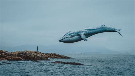 世界上最孤独的鲸鱼英国乐队