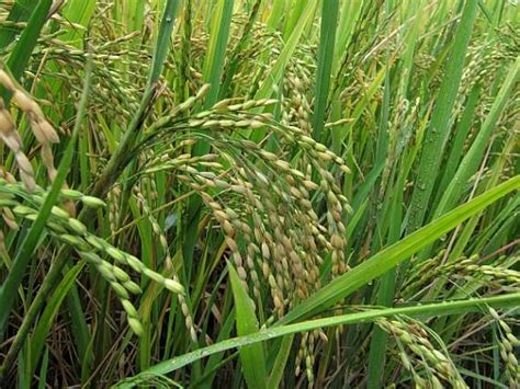 世界上最早开始种植水稻的居民
