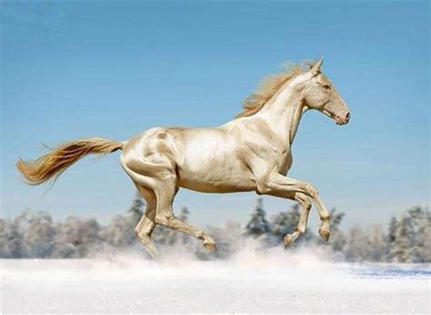 世界上最漂亮的马