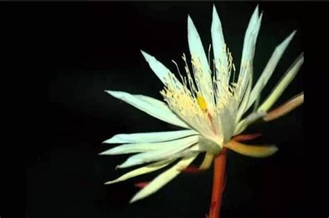 世界上最稀少的罕见的花