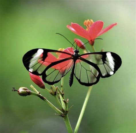 世界上最美蝴蝶