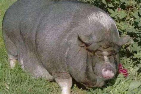 世界上最贵的猪是什么品种