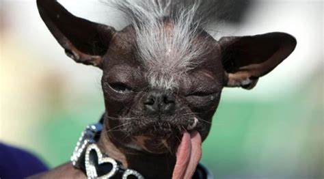 世界最丑冠毛犬图片
