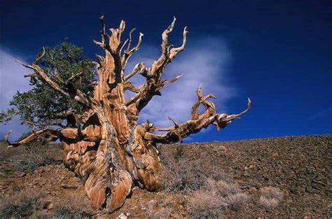 世界最大年龄的古树