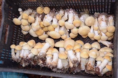 东北种植大球盖菇最新种植技术