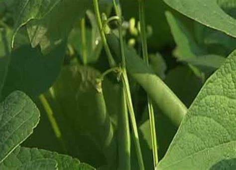 东北饭豆的种植方法和时间