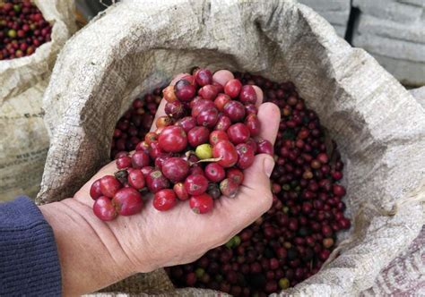 东印度群岛咖啡