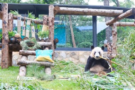 丫丫在北京动物园呆了多长时间