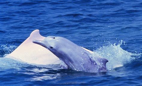 中华白海豚灭绝了吗