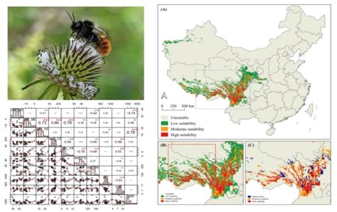 中华蜜蜂蜂种分布区域和特点
