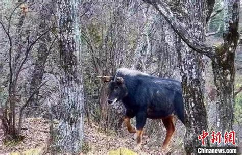 中华鬣羚的罕见清晰影像
