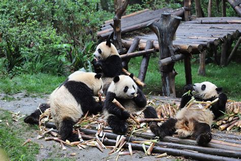 中国三大熊猫基地