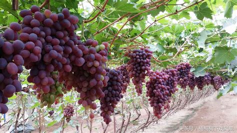 中国什么时候种植葡萄