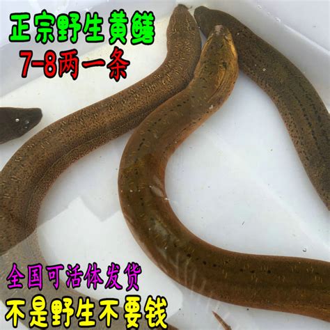 中国哪个省最多野生黄鳝鱼