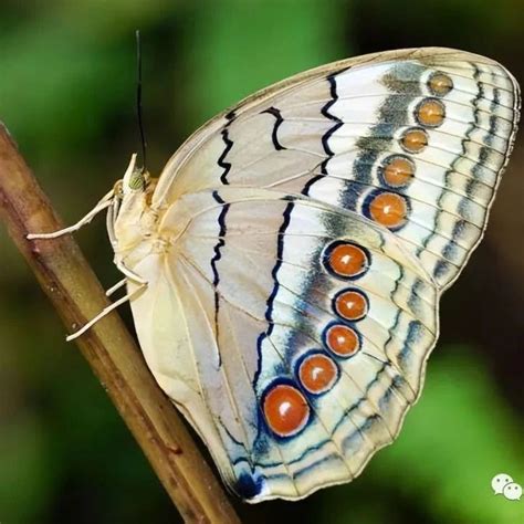 中国常见的蝴蝶