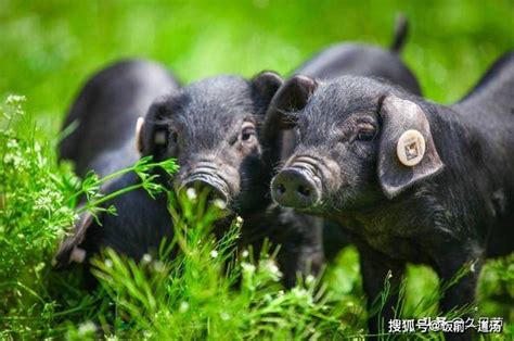 中国猪e网