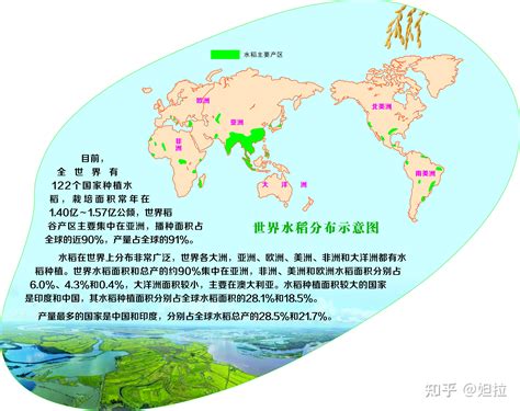 中国种植水稻的历史