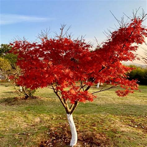 中国红枫树种植方法
