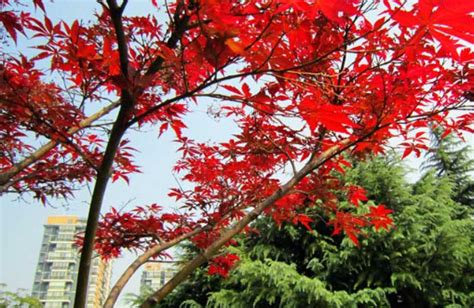 中国红枫树种植方法和注意事项