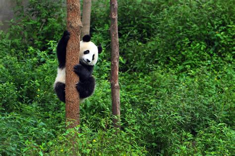 中国野生熊猫现状
