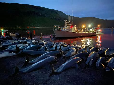 丹麦和日本屠杀海豚