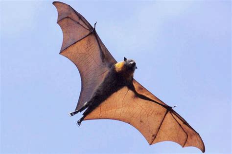 为什么江苏苏州天上蝙蝠会被挂住