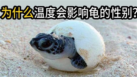 为什么海龟的温度会影响性别