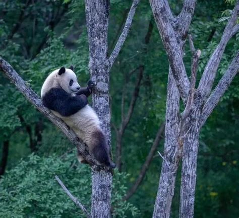 为什么陕西熊猫不出国