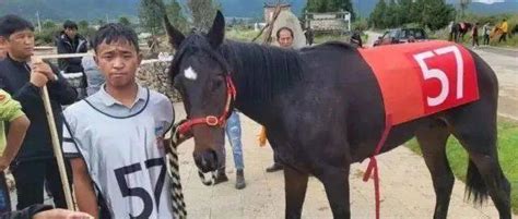 丽江丢的马找到了吗