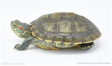 乌龟的外貌描写