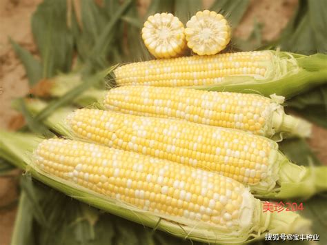 云南生育期短的玉米品种