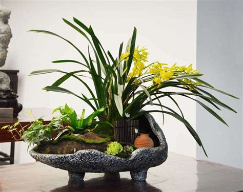 五种能在室内种植的兰花