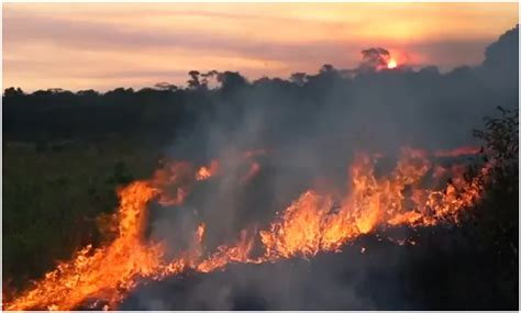 亚马逊森林为什么会发生火灾