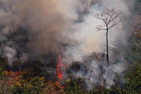亚马逊雨林火灾结束