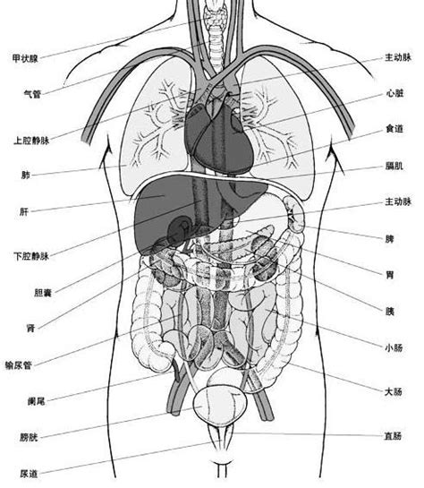 人体器官图内脏位置图