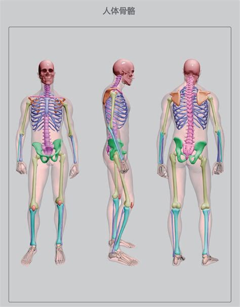 人体结构图片展